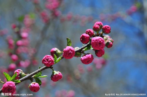 榆叶梅什么时候开花 榆叶梅的花语及象征意义你了解吗