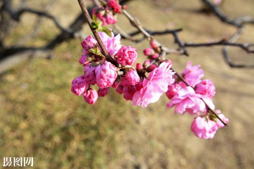 ��Ҷ÷���ļ������������� ��������������Ҷ÷�ÿ�������