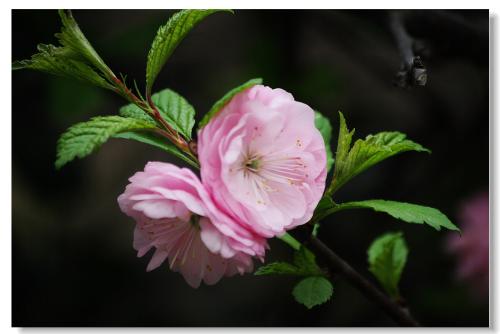 ��Ҷ÷�����޽ӷ�����������  �ɹ��޽���Ҷ÷���鼼�ɴ����