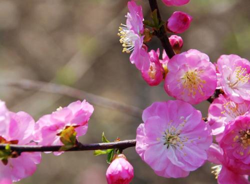 ��Ҷ÷����Ǥ�巽������  ��Ҷ÷Ǥ��С���ɴ����������