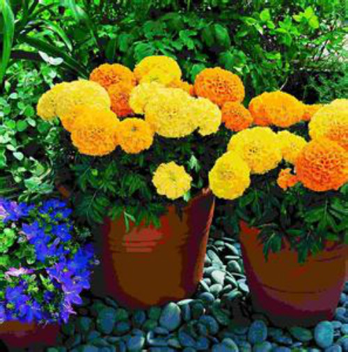 ���پ�ʲôʱ�򿪻� ���پղ�������ô����ν����������