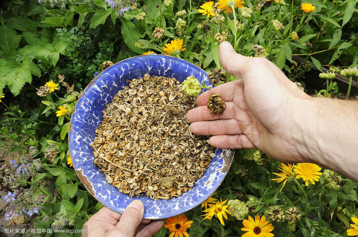 万寿菊种子怎么种 万寿菊的播种方法及注意事项都在这里了