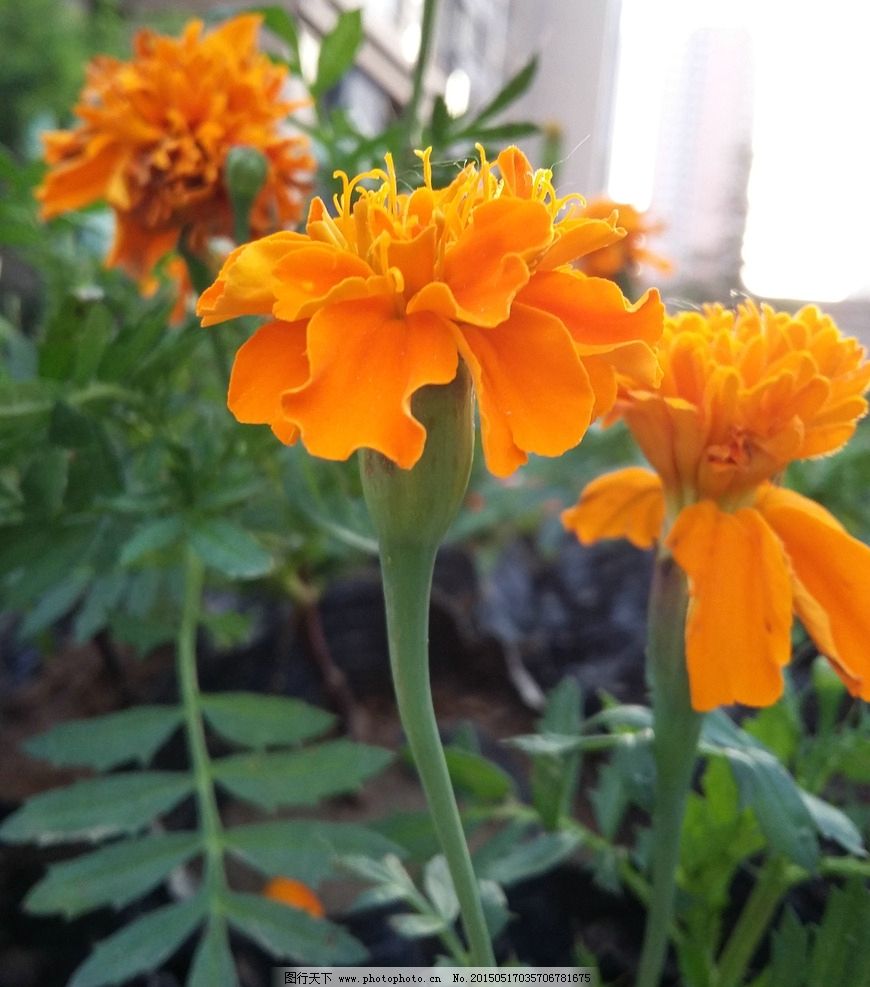 万寿菊种子怎么种 万寿菊的播种方法及注意事项都在这里了