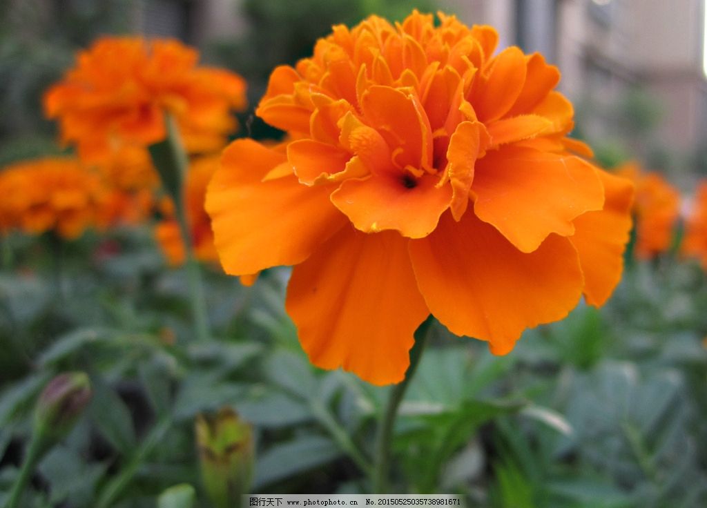 万寿菊种子怎么种 万寿菊的播种方法及注意事项都在这里了