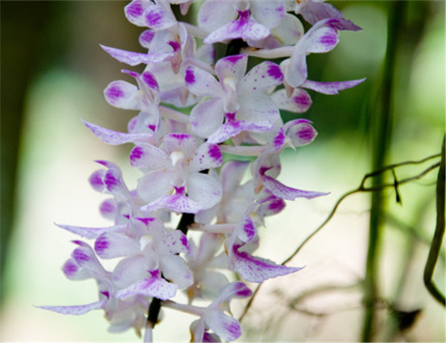 多花指甲兰怎么养 多花指甲兰养殖方法及养护要点全在这里了