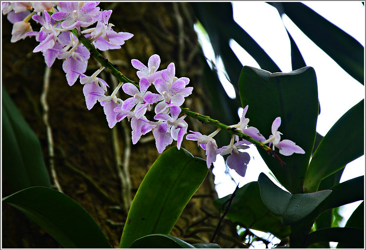 多花指甲兰怎么养 多花指甲兰养殖方法及养护要点全在这里了