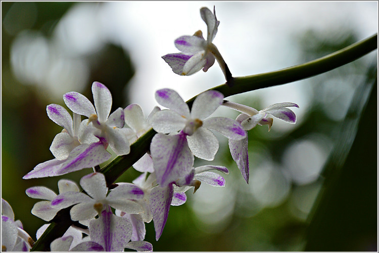 多花指甲兰怎么养 多花指甲兰养殖方法及养护要点全在这里了