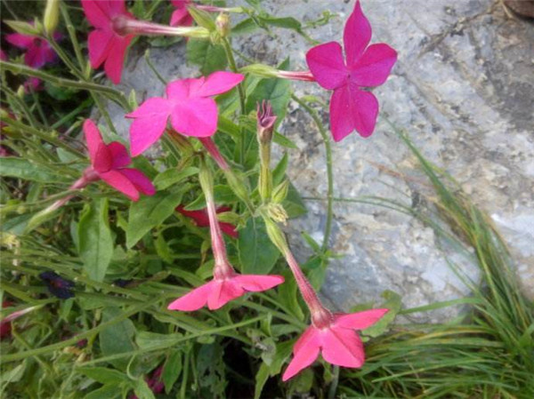 ̲ݻɫЩʲôʱ򿪻 ԭ̲ݻƷô