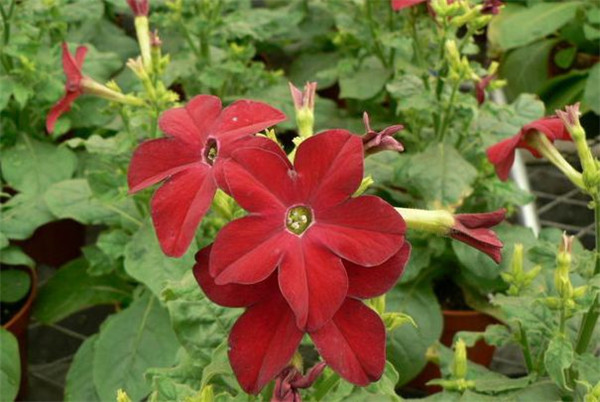 ̲ݻɫЩʲôʱ򿪻 ԭ̲ݻƷô