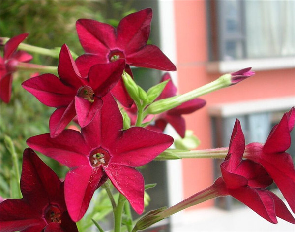 ̲ݻɫЩʲôʱ򿪻 ԭ̲ݻƷô