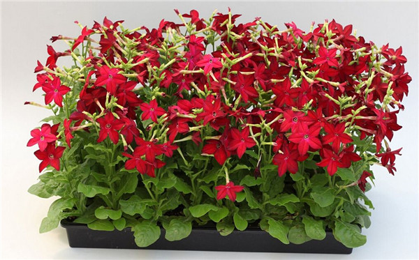 花烟草在室内种植好吗 你不得不知道的一些花烟草的功效与作用