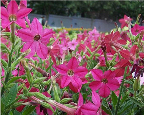 花烟草在室内种植好吗 你不得不知道的一些花烟草的功效与作用