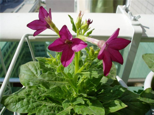 花烟草在室内种植好吗 你不得不知道的一些花烟草的功效与作用
