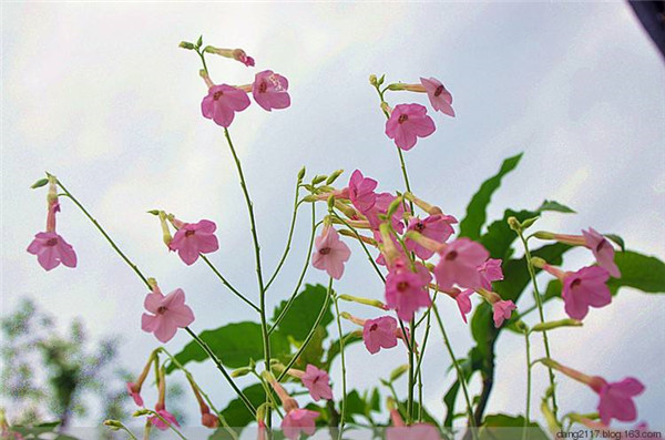 花烟草在室内种植好吗 你不得不知道的一些花烟草的功效与作用