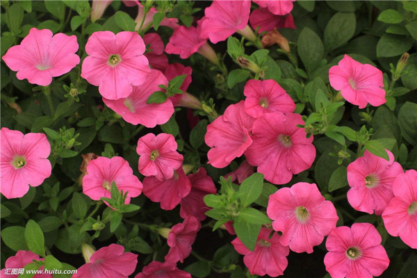 花烟草在室内种植好吗 你不得不知道的一些花烟草的功效与作用