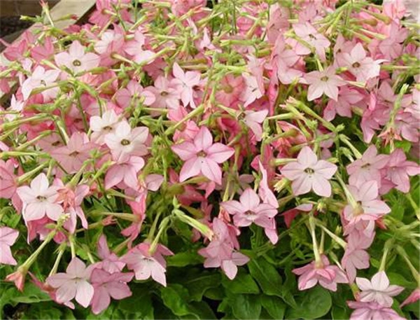 ���̲�ʲôʱ����ֲ��� ���̲ݵķ�ֳ������������Ŷ