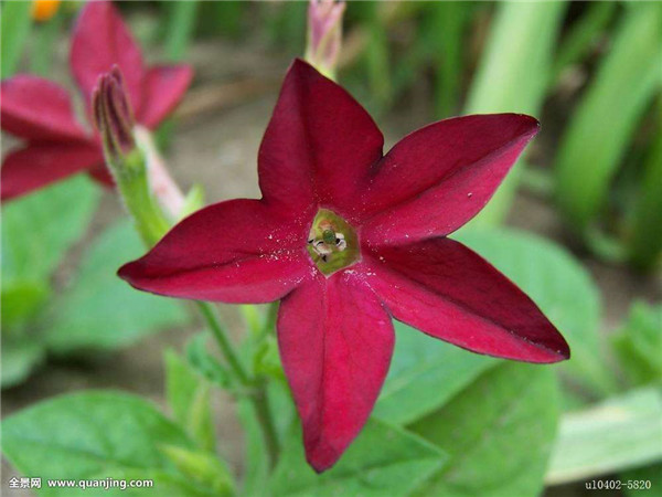 ���̲�ʲôʱ����ֲ��� ���̲ݵķ�ֳ������������Ŷ