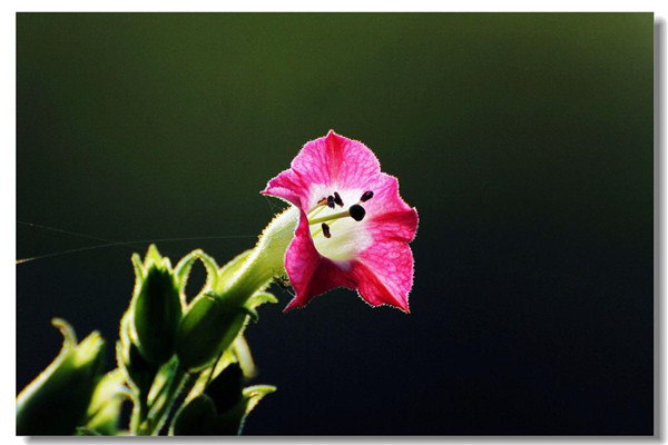 ���̲�ʲôʱ����ֲ��� ���̲ݵķ�ֳ������������Ŷ