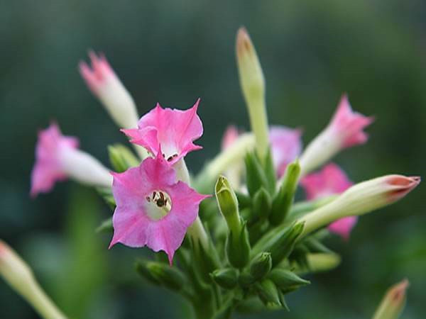 ���̲�ʲôʱ����ֲ��� ���̲ݵķ�ֳ������������Ŷ