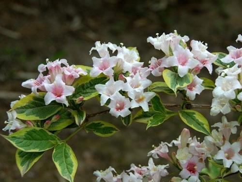 花叶锦带花怎么养 花叶锦带花的养殖方法和注意事项了解多少