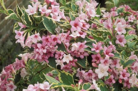 花叶锦带花怎么养 花叶锦带花的养殖方法和注意事项了解多少