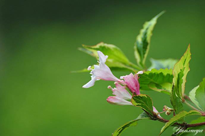 花叶锦带花怎么养 花叶锦带花的养殖方法和注意事项了解多少