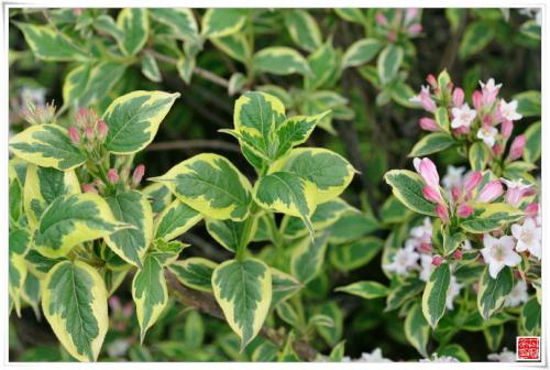 花叶锦带花怎么养 花叶锦带花的养殖方法和注意事项了解多少