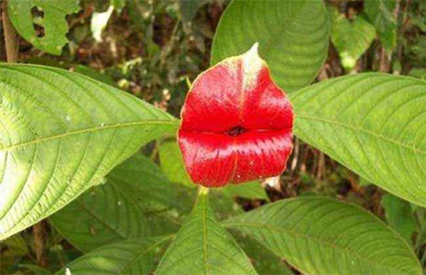 �촽���������� ��Щ�촽������ֳ�����ͼ����㶼�˽���