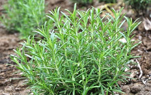 迷迭香叶子枯萎怎么补救还能活吗 试试下面这个方法吧