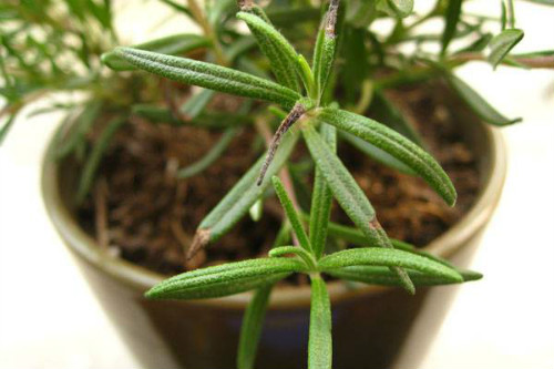 迷迭香叶子枯萎怎么补救还能活吗 试试下面这个方法吧