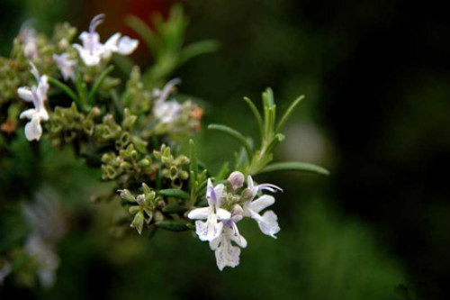 迷迭香叶子枯萎怎么补救还能活吗 试试下面这个方法吧