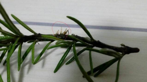 迷迭香叶子枯萎怎么补救还能活吗 试试下面这个方法吧