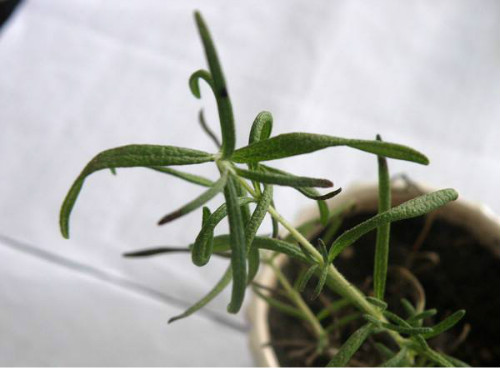 迷迭香叶子枯萎怎么补救还能活吗 试试下面这个方法吧