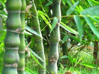 罗汉竹的功效与作用有哪些 罗汉竹的这些好处你知道吗