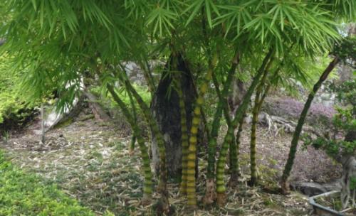 罗汉竹的功效与作用有哪些 罗汉竹的这些好处你知道吗