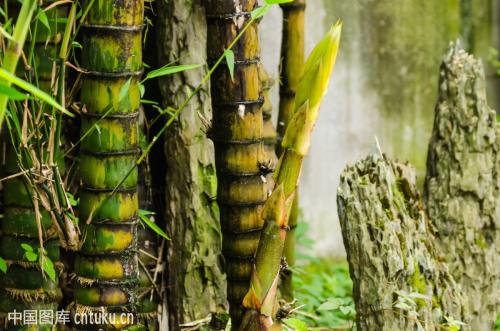 养罗汉竹好不好有什么风水作用吗 罗汉竹的寓意原来是这个