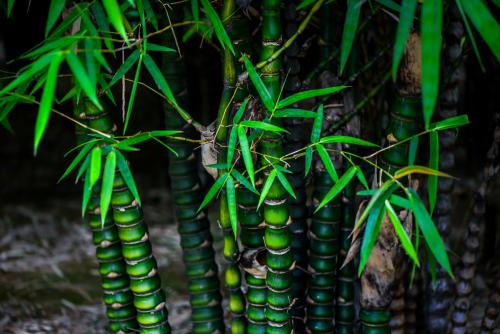 养罗汉竹好不好有什么风水作用吗 罗汉竹的寓意原来是这个