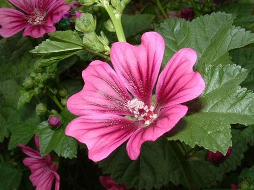 马络葵的养殖方法和注意事项有哪些 马络葵这样养错不了