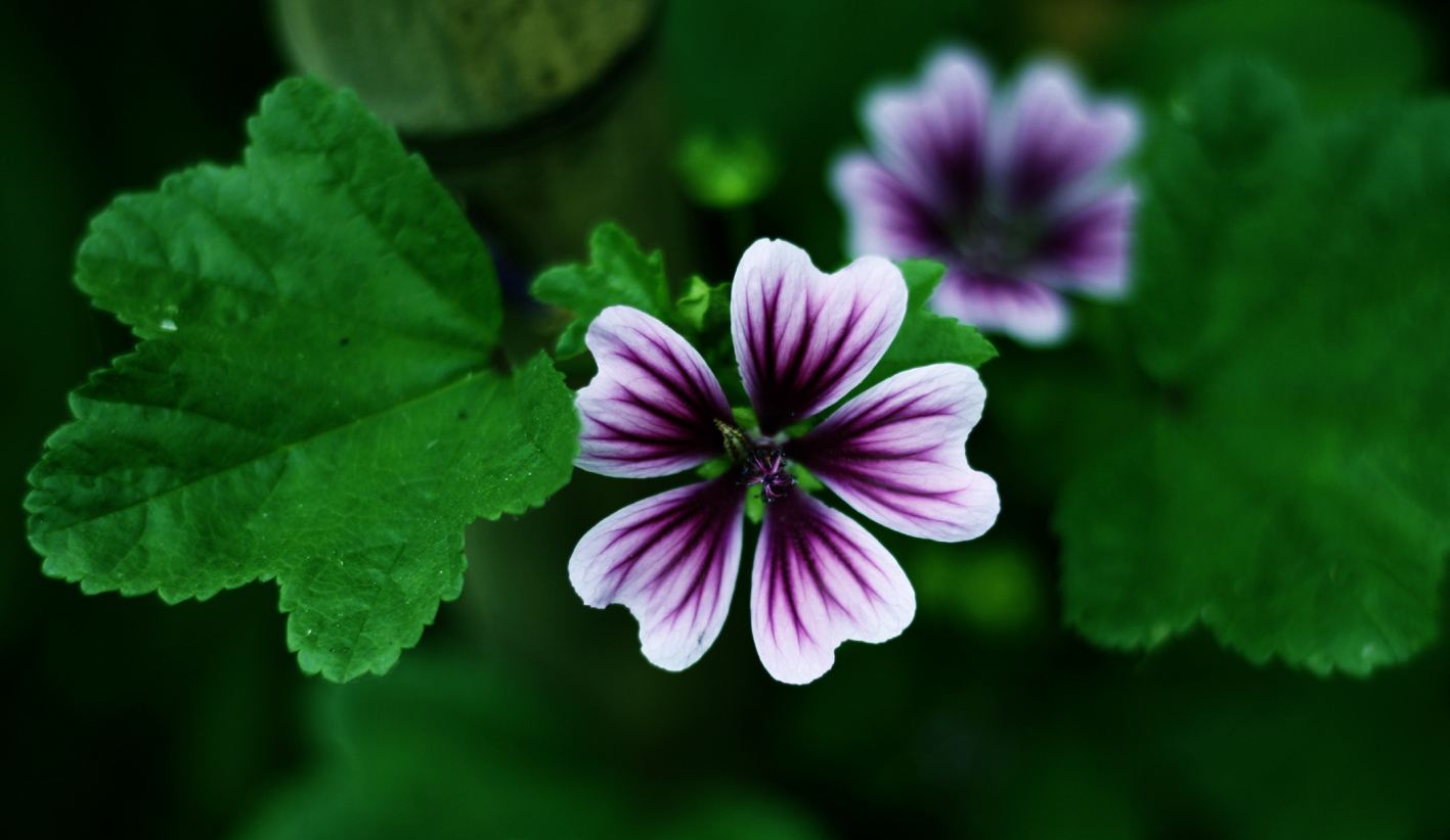 马络葵的养殖方法和注意事项有哪些 马络葵这样养错不了