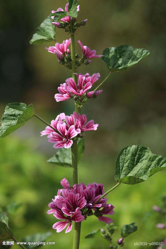 马络葵的养殖方法和注意事项有哪些 马络葵这样养错不了