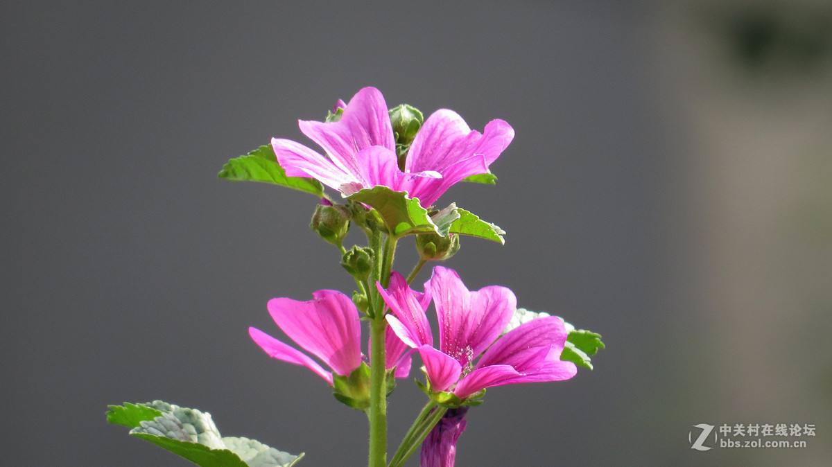 马络葵的养殖方法和注意事项有哪些 马络葵这样养错不了