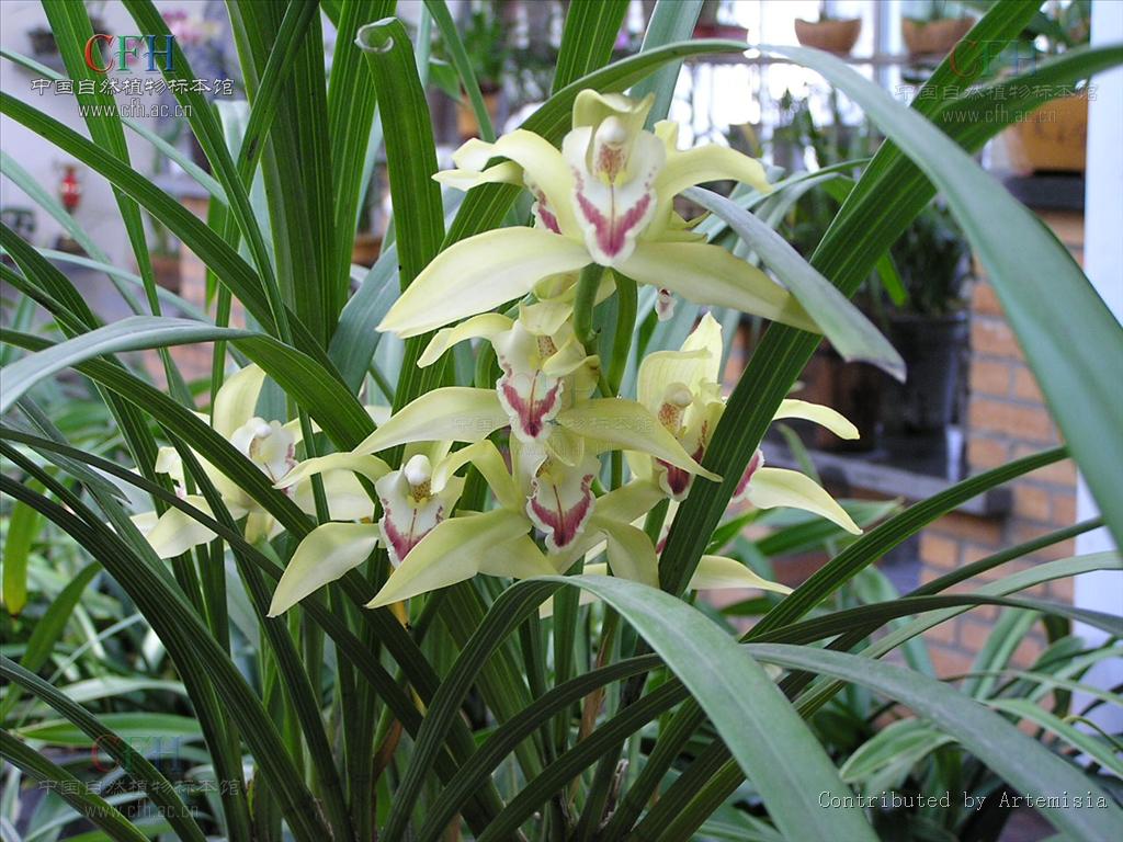 大根兰怎么养容易活 大根兰的养护方法都在这里了