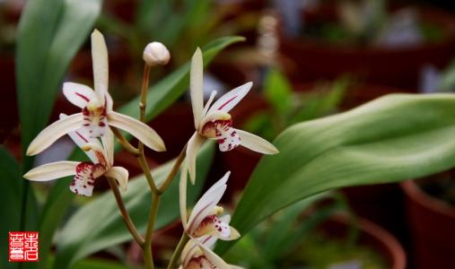 大根兰怎么养容易活 大根兰的养护方法都在这里了