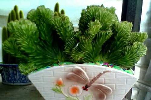 麒麟掌有毒吗适合在家养么 麒麟掌放在什么地方比较好