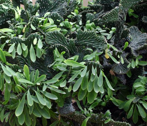 麒麟掌有毒吗适合在家养么 麒麟掌放在什么地方比较好