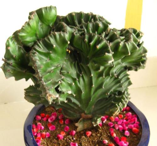 麒麟掌有毒吗适合在家养么 麒麟掌放在什么地方比较好