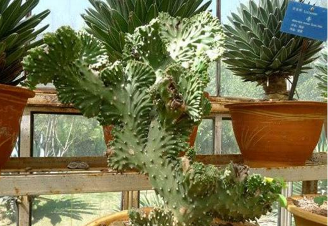 麒麟掌怎么养长得快 麒麟掌的养殖方法和注意事项看这里