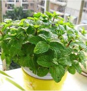 ������ô�����ܱ���  ���Ա�����ֳ���ɶ���������