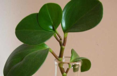 豆瓣绿叶子发黄怎么办 这样做帮你解决豆瓣绿叶黄问题