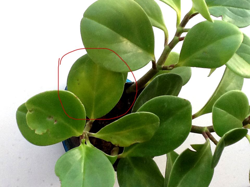 豆瓣绿叶子发黄怎么办 这样做帮你解决豆瓣绿叶黄问题